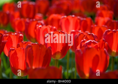 Red tulips in the Keukenhof park in Netherlands Stock Photo - Alamy
