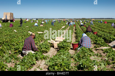 Picking Beans, Migrant Labor, Southern Florida Agriculture Stock Photo