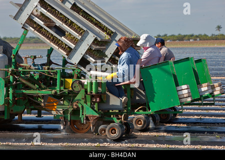 Picking Beans, Migrant Labor, Southern Florida Agriculture Stock Photo