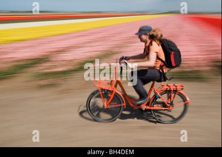 A woman riding her bike near tulip fields in Lisse, Netherlands. Stock Photo