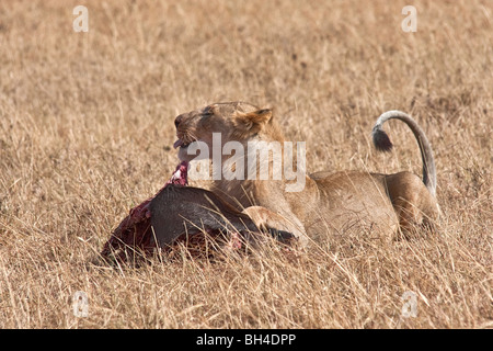 Young immature male Lion feeding on the remains of a recently killed Wildebeest. Stock Photo