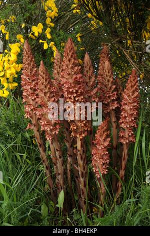Greater broomrape (Orobanche Rapum-Genistae) growing in front of the host plant. Stock Photo