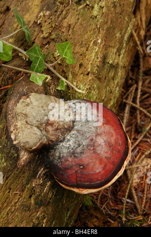 Phellinus igniarius bracket fungi growing on an old rotten log in woodland.