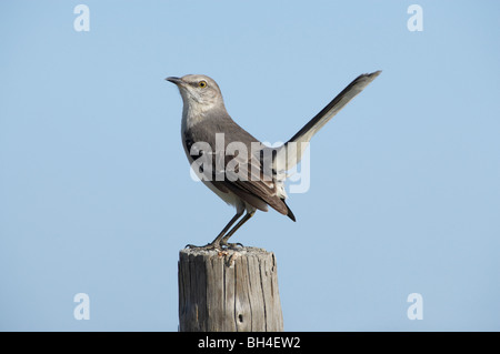 Northern mockingbird (Mimus polyglottos) on post. Stock Photo