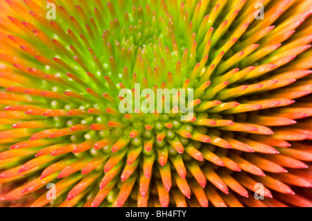 Close up abstract of the spiky structure of the centre of a coneflower (Echinacea 'Kim's Knee-high'). Stock Photo