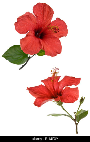 Red hibiscus flower isolated over white Stock Photo