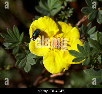 Greenbottle fly (Lucilia caesar) on potentilla (cinquefoil) in May. Stock Photo