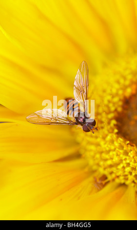 Wasp-like hover fly (syrphus ribesii) on Gazinia in summer. Stock Photo