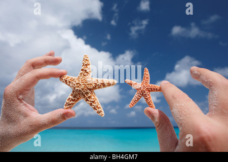 A man's hands holding one large and one small starfish in the air on a tropical beach Stock Photo