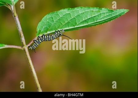 Monarch butterfly caterpillar on leaf, preparing for transformation from larva to pupa, Nova Scotia. Series of 4 images Stock Photo