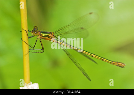 Female emerald damselfly (lestes sponsa). Stock Photo