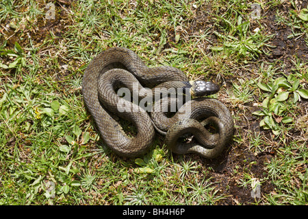 Grass snake (natrix natrix) curled up on the grass in summer. Stock Photo