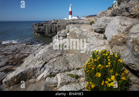 Portland Lighthouse and environment in Summer at Portland Dorset