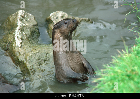 Alert European adult otter (Lutra lutra) standing upright in the water at the edge of a river bank. Stock Photo