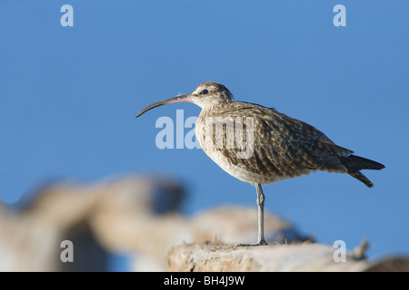Whimbrel (Numenius phaeopus) perched on a wooden handrail. Stock Photo
