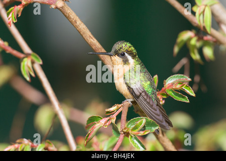 Female purple-throated mountain-gem (Lampornis castaneoventris or calolaema) in tree. Stock Photo