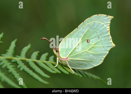 Close up of female brimstone butterfly (Gonepteryx rhamni) resting with wings folded on bracken frond. Stock Photo