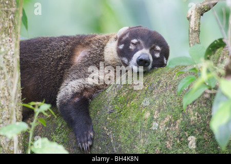 White-nosed coati (Nasua narica) sleeping on a branch. Stock Photo