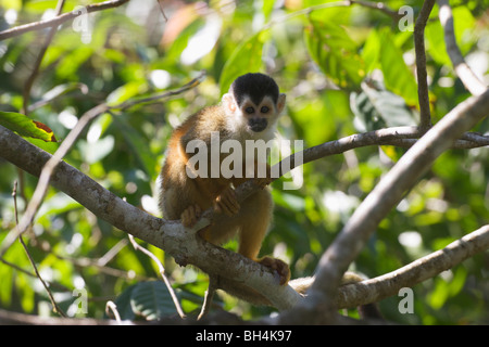 Squirrel monkey (Saimiri oerstedii)in a tree. Stock Photo