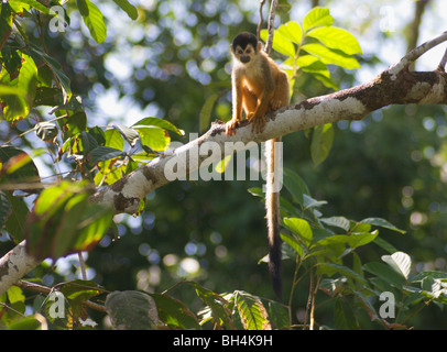 Squirrel monkey (Saimiri oerstedii) in a tree. Stock Photo