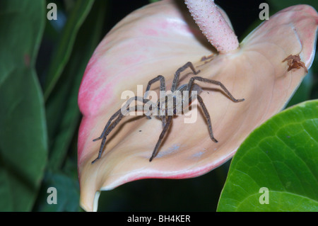 Wolf spider (Cuppiennius sp.) on petal of exotic flower. Stock Photo