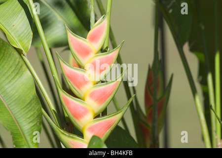 Wild plantain (Heliconia wagneriana). Stock Photo