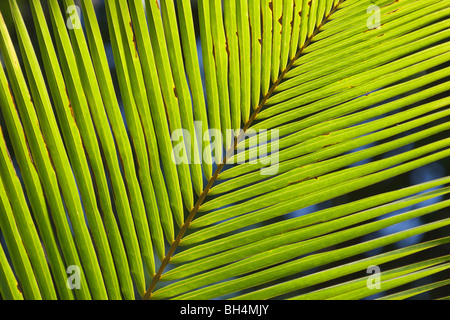 Backlit leaf in Costa Rican rainforest. Stock Photo