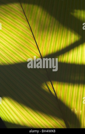 Backlit leaf in Costa Rican rainforest. Stock Photo