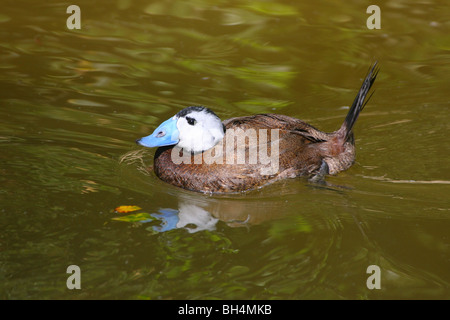 White-headed Duck Adult male Stock Photo