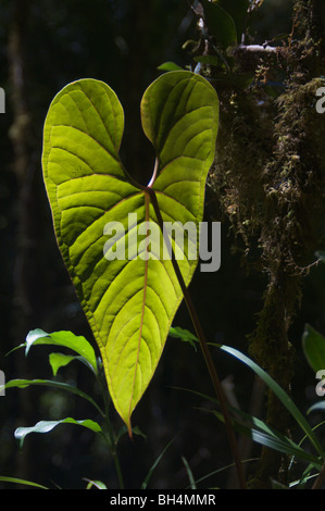 Backlit rainforest leaf. Stock Photo