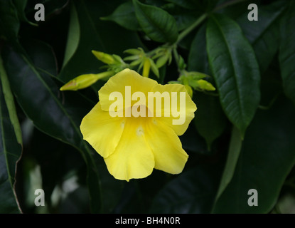 Golden Trumpet, Allamanda cathartica, Apocynaceae, Brazil, South America Stock Photo