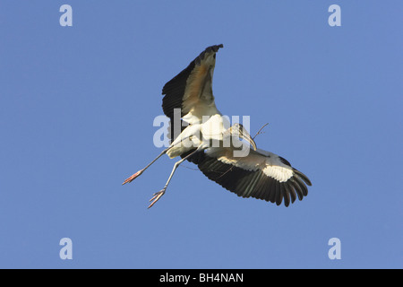 Wood stork (Mycteria americana) flying to nest with twig over St Augustine Alligator Farm, Florida, USA Stock Photo