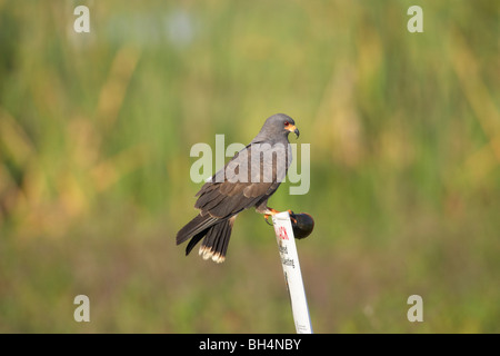 Male snail kite (Rostrhamus sociabilis) with Florida apple snail (Pomacea paludosa) on sign on Lake Tohopekaliga, Florida, USA Stock Photo