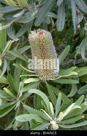 Old Man Banksia, Saw Banksia, Saw-tooth Banksia or Red Honeysuckle, Banksia serrata, Proteaceae, South East Australia, Tasmania Stock Photo