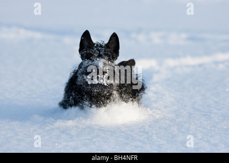 Scottish terrier puppy running in the snow Stock Photo