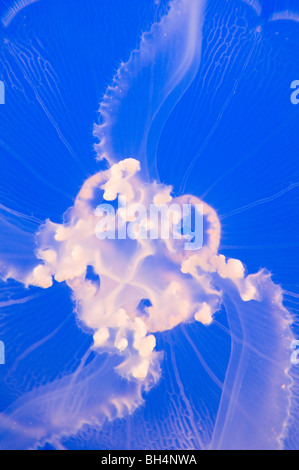 Close-up of moon jellyfish Stock Photo