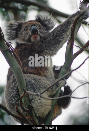 Koala (Phascolarctos cinereus )clinging on as it sits in the tree. Stock Photo