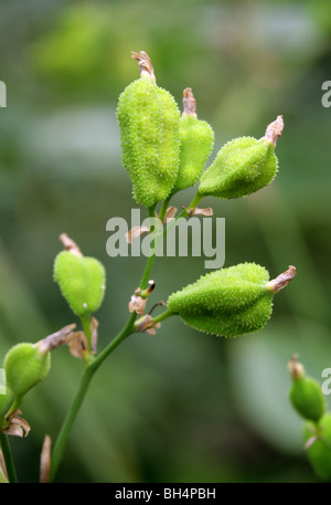 Seed Pods of the Edible Canna Lily, English Shot, Queensland Arrowroot or Achira, Canna indica, Cannaceae.  Tropical America. Stock Photo