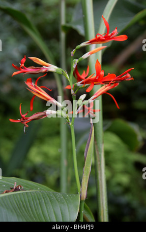 Edible Canna Lily, English Shot, Queensland Arrowroot or Achira, Canna indica, Cannaceae.  Tropical America. Stock Photo