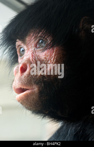 Red-faced Spider Monkey - Ateles paniscus Stock Photo