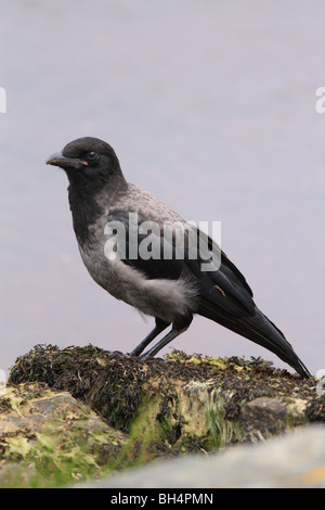 Juvenile hooded crow (Corvus cornix) on beach at Dornoch Firth. Stock Photo