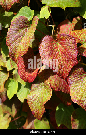 Crimson Glory Vine, Crimson Gloryvine or Inedible Grape, Vitis Coignetiae, Vitaceae, China, Japan, Russia, South Korea Stock Photo