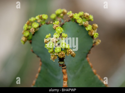 Euphorbia fortissima, Euphorbiaceae, Tropical South Africa Stock Photo