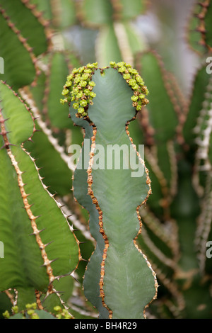 Euphorbia fortissima, Euphorbiaceae, Tropical South Africa Stock Photo