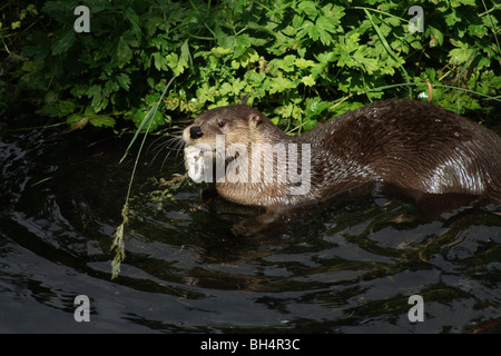 North American river otter (Lontra canadensis) feeding at Oban sealife sanctuary. Stock Photo