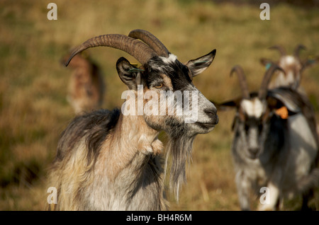 Close up of billy goat in a field of goats Stock Photo