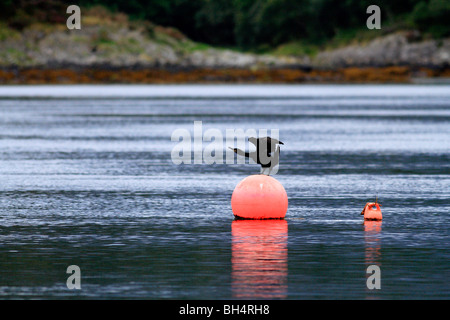 Cormorant (Phalacrocorax carbo) ready to jump into the water after resting on a buoy. Stock Photo