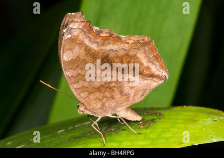 Close-up of evening brown butterfly (Melanitis leda) resting on leaf. Stock Photo