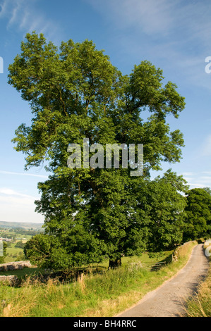Common ash tree (Fraxinus excelsior) in full leaf in open countryside during mid-summer. Stock Photo