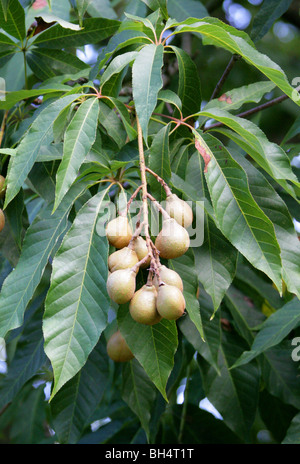 Indian Horse Chestnut, Aesculus indica, Hippocastanaceae, Himalayas Stock Photo